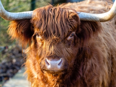 Scottish highland cattle - De Zonnegloed - Animal park - Animal refuge centre 